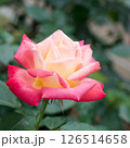 ひさみ　覆輪のバラ 126514658