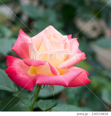 ひさみ　覆輪のバラ 126514658