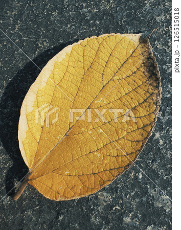 A detailed view of a yellowed leaf lies on a textured stone surface 126515018