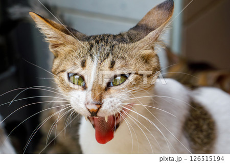 Funny Yawning Cat Caught in a Hilarious Expression Funny Yawning Cat Caught in a Hilarious Expression 126515194