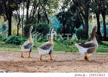 Geese with distinctive plumage feed on grass in an urban park setting, depicting nature's interaction within a city environment. Vibrant greenery accents the scene. Geese with distinctive plumage feed on grass in an urban park setting, depicting nature's interaction within a city environment. Vibrant greenery accents the scene. 126515622