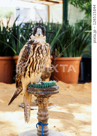Arabian falcon bird sits on perch in courtyard of residential building, Dubai, UAE. Vertical photo. High quality photo Arabian falcon bird sits on perch in courtyard of residential building, Dubai, UAE. Vertical photo. High quality photo 126515844