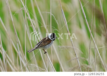 葦にとまるオオジュリン 葦にとまるオオジュリン 126516255