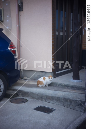 家猫 126516441