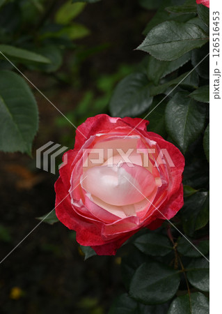 ノスタルジー・バラ 126516453