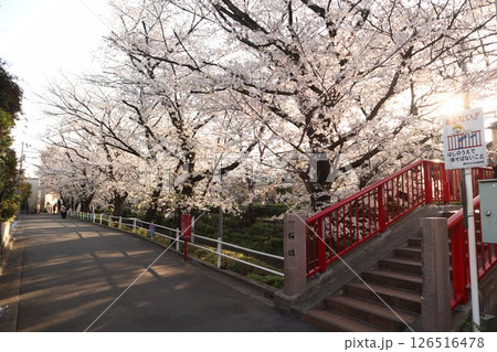 東京都内の人気桜スポット・桜坂に架かる桜橋（大田区田園調布） 126516478