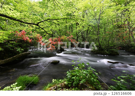 山つつじ 山つつじ 126516606