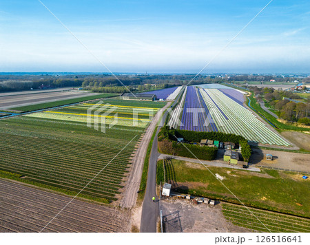 Colorful flower fields stretch along a rural road under a clear sky, with cars passing by and a distant town visible on the horizon in the soft morning light. Colorful flower fields stretch along a rural road under a clear sky, with cars passing by and a distant town visible on the horizon in the soft morning light. 126516641