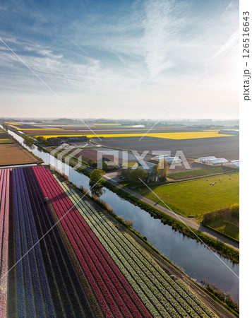 Aerial view of vibrant tulip fields in full bloom stretching along a calm canal, with farmland and green pastures under a soft morning sky in the Dutch countryside. 126516643