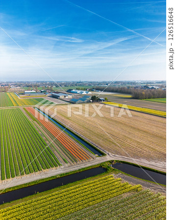 Aerial view of vibrant tulip fields in full bloom stretching along a calm canal, with farmland and green pastures under a soft morning sky in the Dutch countryside. 126516648