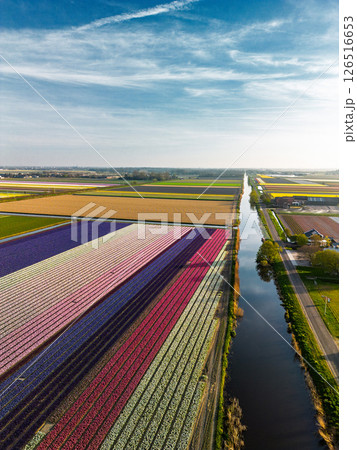 Aerial view of vibrant tulip fields in full bloom stretching along a calm canal, with farmland and green pastures under a soft morning sky in the Dutch countryside. 126516653