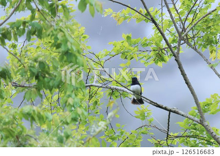 木にとまるオオルリ 126516683