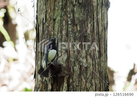 木に止まるオオルリ 126516690