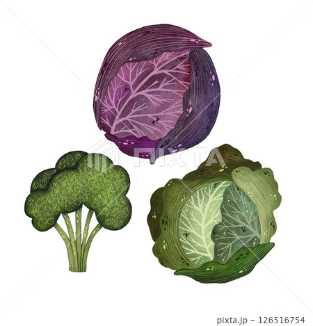 A watercolor illustration of a head of white cabbage, a head of red cabbage, and broccoli on a white background. The artwork showcases the different shapes, textures, and vibrant colors of these fresh A watercolor illustration of a head of white cabbage, a head of red cabbage, and broccoli on a white background. The artwork showcases the different shapes, textures, and vibrant colors of these fresh 126516754