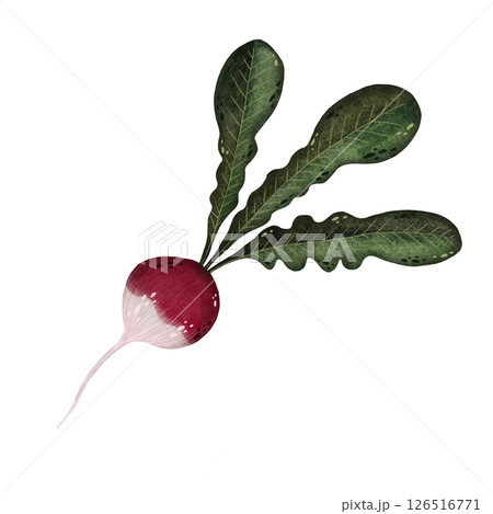 Watercolor red radish with stems and leaves illustration isolated on white background, Hand-drawn fresh radish harvest watercolor illustration, Vegetarian organic food art, Painted raw and vegan Watercolor red radish with stems and leaves illustration isolated on white background, Hand-drawn fresh radish harvest watercolor illustration, Vegetarian organic food art, Painted raw and vegan 126516771