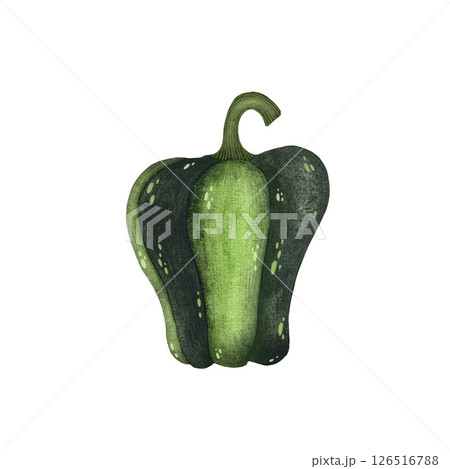 Watercolor green bell pepper with stem illustration isolated on white background, Hand-drawn fresh paprika harvest watercolor illustration, Whole green bell pepper, Vegetarian organic food art Watercolor green bell pepper with stem illustration isolated on white background, Hand-drawn fresh paprika harvest watercolor illustration, Whole green bell pepper, Vegetarian organic food art 126516788