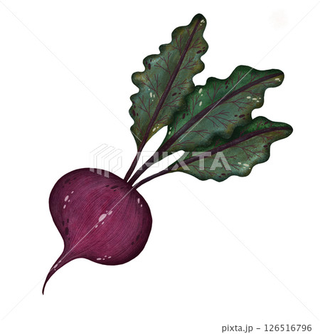Watercolor red beet with stems and leaves illustration isolated on white background, Hand-drawn fresh whole beetroot harvest watercolor illustration, Vegetarian organic food art, Painted raw and vegan 126516796