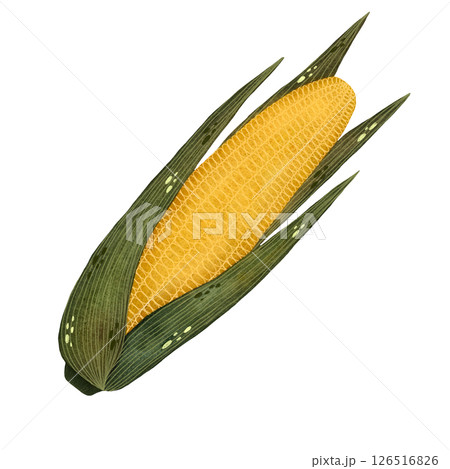 Watercolor yellow corn with leaves illustration isolated on white background, Hand-drawn fresh corn harvest watercolor illustration, Vegetarian organic food art, Painted raw and vegan cooking 126516826