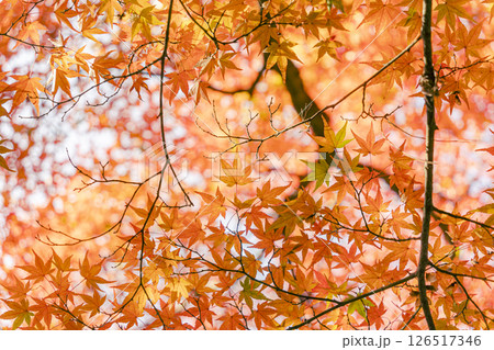 紅葉 126517346