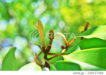 花が終わり形が見えたオガタマノキの小さな実（春、四月） 126517380