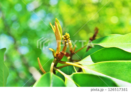 花が終わり形が見えたオガタマノキの小さな実（春、四月） 126517381