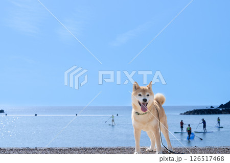 海を背景に柴犬 可愛い柴犬 柴犬茜 海を背景に柴犬 可愛い柴犬 柴犬茜 126517468