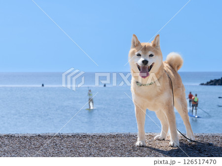海を背景に柴犬 可愛い柴犬 柴犬茜 海を背景に柴犬 可愛い柴犬 柴犬茜 126517470