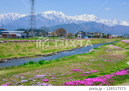 【農具川河川公園】芝桜と北アルプス【大町市】 【農具川河川公園】芝桜と北アルプス【大町市】 126517573