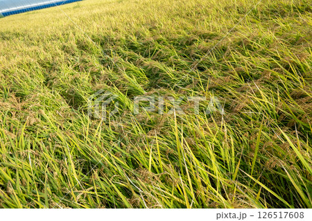稲の倒伏 126517608