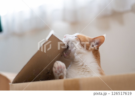 ダンボール箱に入った猫　茶トラ白 126517619