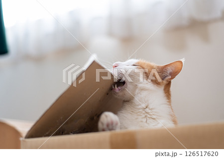 ダンボール箱に入った猫 茶トラ白 ダンボール箱に入った猫 茶トラ白 126517620