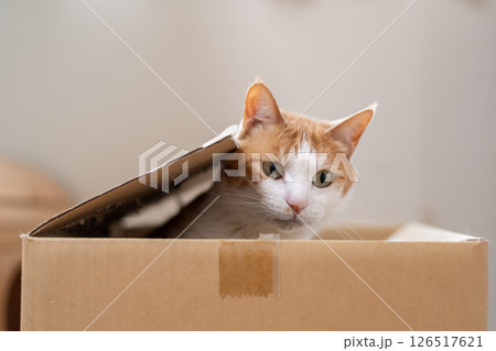 ダンボール箱に入った猫 茶トラ白 ダンボール箱に入った猫 茶トラ白 126517621