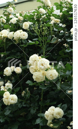 梅雨のはしりに咲くアルテミス　縦 126517630