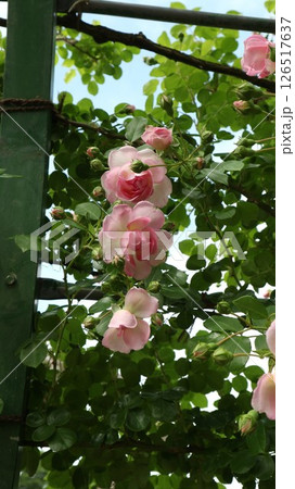 中輪バラ ジャスミーナ 花と蕾 縦 中輪バラ ジャスミーナ 花と蕾 縦 126517637
