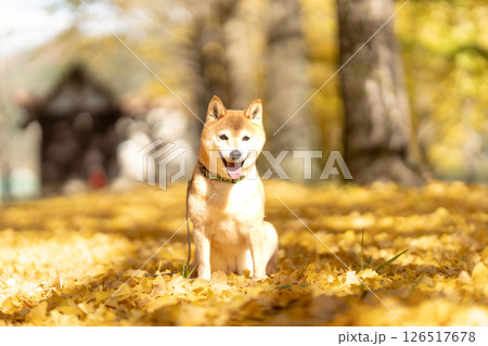 イチョウの木の下で遊ぶ柴犬　可愛い柴犬　柴犬茜 126517678