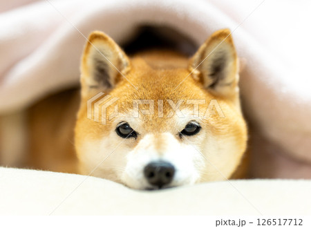 ベットで顔を出す柴犬 可愛い柴犬 柴犬茜 ベットで顔を出す柴犬 可愛い柴犬 柴犬茜 126517712