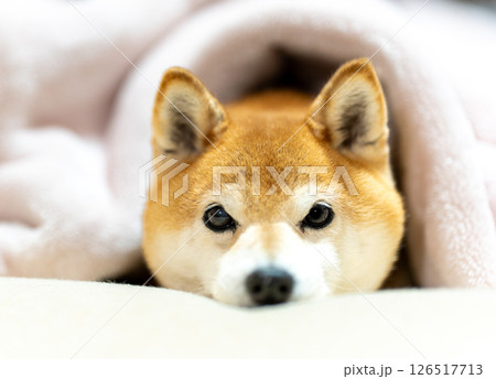 ベットで顔を出す柴犬 可愛い柴犬 柴犬茜 ベットで顔を出す柴犬 可愛い柴犬 柴犬茜 126517713