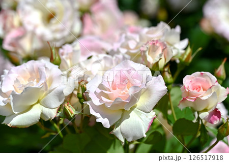 バラの花 126517918