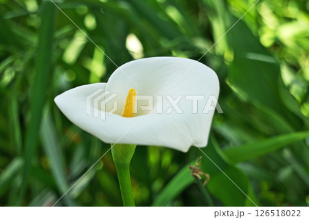 花壇に咲く白いカラーの花（春、四月） 126518022