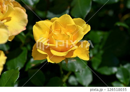 黄色いバラの花 126518035
