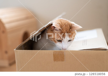 ダンボール箱に入った猫 茶トラ白 ダンボール箱に入った猫 茶トラ白 126518056