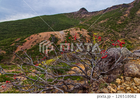くろがね小屋への登山道のナナカマドの実と安達太良山山頂 くろがね小屋への登山道のナナカマドの実と安達太良山山頂 126518062