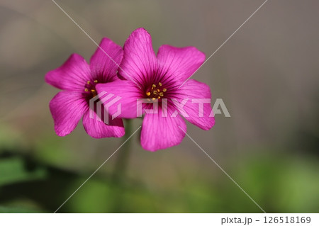 春の野原に咲くピンク色のイモカタバミの花 春の野原に咲くピンク色のイモカタバミの花 126518169