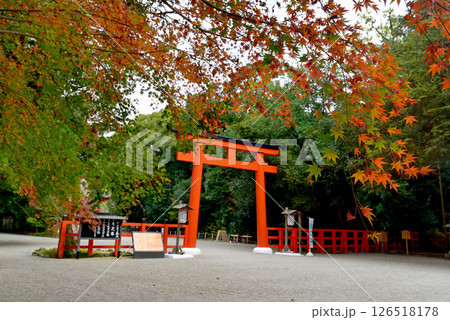 紅葉の中の赤い下鴨神社の南口鳥居 126518178