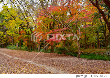 京都　糺の森 126518179