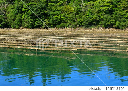 緑豊かな自然の中で育つ牡蠣 126518392