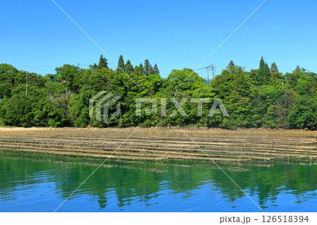 緑豊かな自然の中で育つ牡蠣 緑豊かな自然の中で育つ牡蠣 126518394
