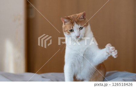 パンチを出す可愛い猫　茶トラ白 126518426