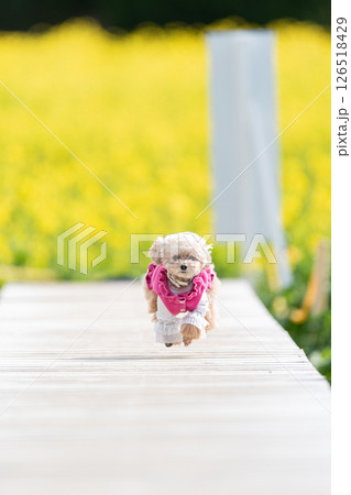 歩道を走る可愛いペットの犬 126518429