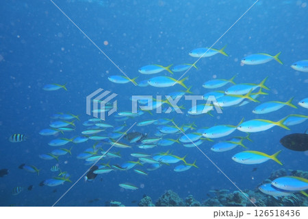 群れで泳ぐウメイロモドキ　水中写真 126518436